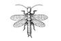 Cottesloe Pest Control logo