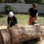 Chatswood Tree Services - Tree Pruning Services Sydney image 1
