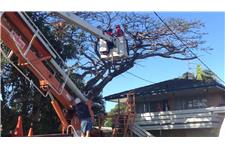 Gold Coast Tree Removal and Tree Management image 3
