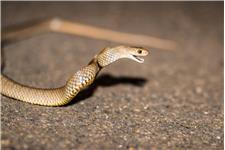 Snake Catcher & Removal Brisbane - Elite Snake Catching Services image 3
