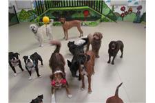 Dogs HQ - Dog Day Care - Puppy School - Melbourne image 6