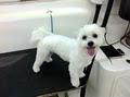 Yuppy Puppy Mobile Dog Grooming Gold Coast image 2