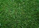 Eco Synthetic Grass  image 3