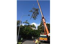 Gold Coast Tree Removal and Tree Management image 2