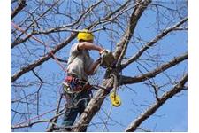 Boots Tree Service image 3