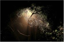 Luminance Night Gardens image 8