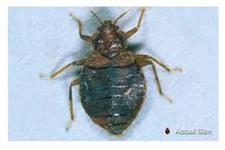Bed bug Exterminator image 1
