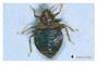 Bed bug Exterminator logo