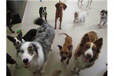 Dogs HQ - Dog Day Care - Puppy School - Melbourne image 2