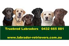 Truebred Labradors image 2