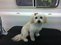 Yuppy Puppy Mobile Dog Grooming Gold Coast image 4