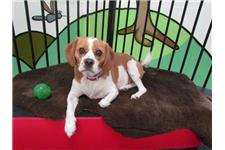 Dogs HQ - Dog Day Care - Puppy School - Melbourne image 3