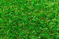So Real Synthetic Grass image 5