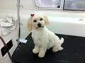 Yuppy Puppy Mobile Dog Grooming Gold Coast image 3