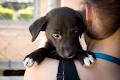 Animal Welfare League of Qld & Rehoming Centre - Gold Coast image 6