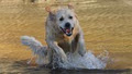 Canine Education & Puppy Classes image 6
