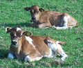 Dairy Farm School image 2