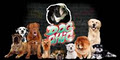 DogChic-The Doggy Day Spa Pty Ltd image 4