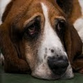 DogChic-The Doggy Day Spa Pty Ltd image 5