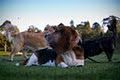 DogChic-The Doggy Day Spa Pty Ltd image 6