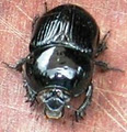 Dung Beetle Solutions Australia image 4