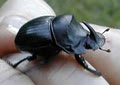 Dung Beetle Solutions Australia image 1