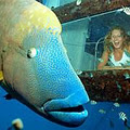Great Barrier Reef Holiday image 2