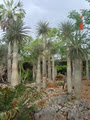 Jurassic Cycad Gardens. Tourist. image 2