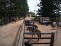 Kiah Park Horse Riding Camp image 4