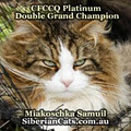 Miakoschka Siberian Cats image 3