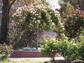 Morwell Centenary Rose Garden image 3