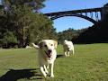 See Spot Run - Dog Training & Walking Services image 5