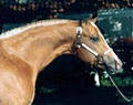 Sheoak Quarter Horses logo
