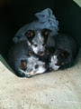 Starcoola cattle dogs image 1