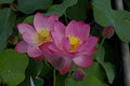 Suncoast Water Gardens Pty Ltd image 1