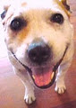 Sunshine Coast Dog Behaviour Rehab image 3