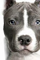 Sunshine Coast Dog Behaviour Rehab logo