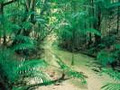 Trailblazer Tours - Fraser Island image 3