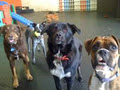 WagginTails Doggy Daycare image 2