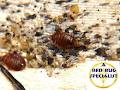 A Bed Bug Specialist image 3