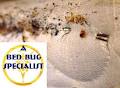 A Bed Bug Specialist image 4