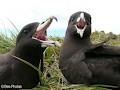 Agreement for the Conservation of Albatrosses and Petrels image 2
