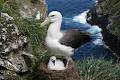 Agreement for the Conservation of Albatrosses and Petrels image 5