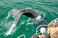 Albany Ocean Adventures / Albany Dolphin & Whale Cruises / Silver Star Cruises image 2