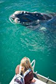 Albany Ocean Adventures / Albany Dolphin & Whale Cruises / Silver Star Cruises image 3