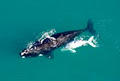 Albany Ocean Adventures / Albany Dolphin & Whale Cruises / Silver Star Cruises image 4