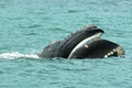 Albany Ocean Adventures / Albany Dolphin & Whale Cruises / Silver Star Cruises image 5