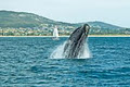 Albany Ocean Adventures / Albany Dolphin & Whale Cruises / Silver Star Cruises image 6