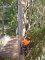 All Hills District Tree Services image 1