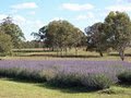 Aloomba Lavender image 2